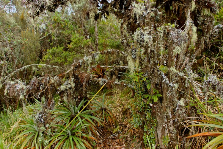 Apparently the trail goes through here.