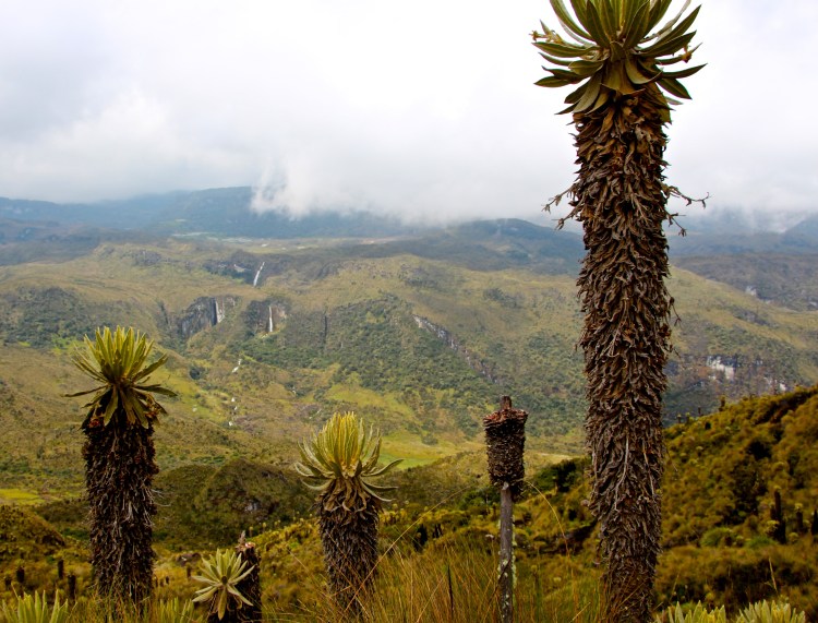Frailejones, a cacti-looking plant that is exclusive to the Andes of Venezuela, Colombia, and Ecuador. It grows only 1cm/year, so the one in the right corner is likely 800-100 years old!