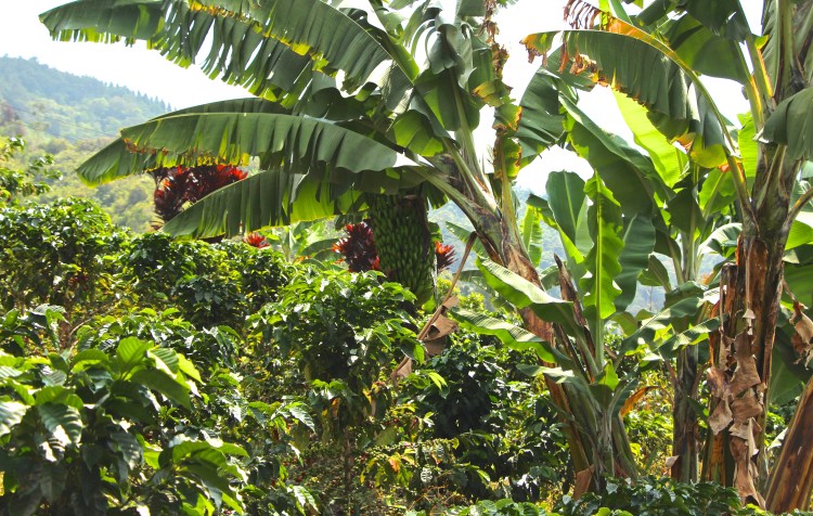 Banana trees provide shade and species diversity while nitrogen-fixers are strategically planted to improve the quality of the soil.