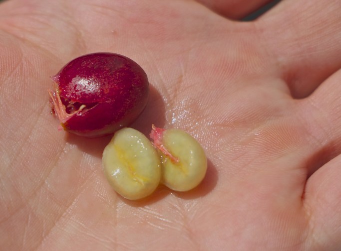 Only red beans are ready to be picked. Green beans need more time to ripen. 