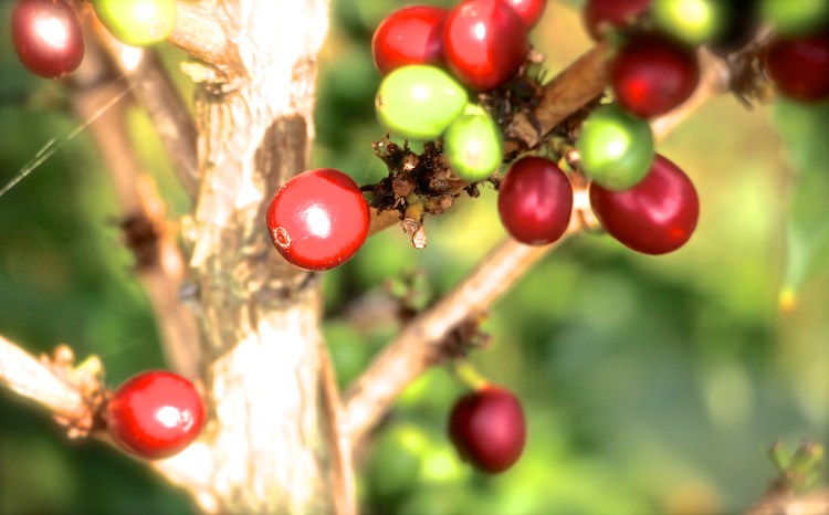 Coffee berries