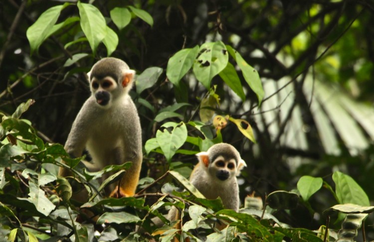 Squirrel Monkeys