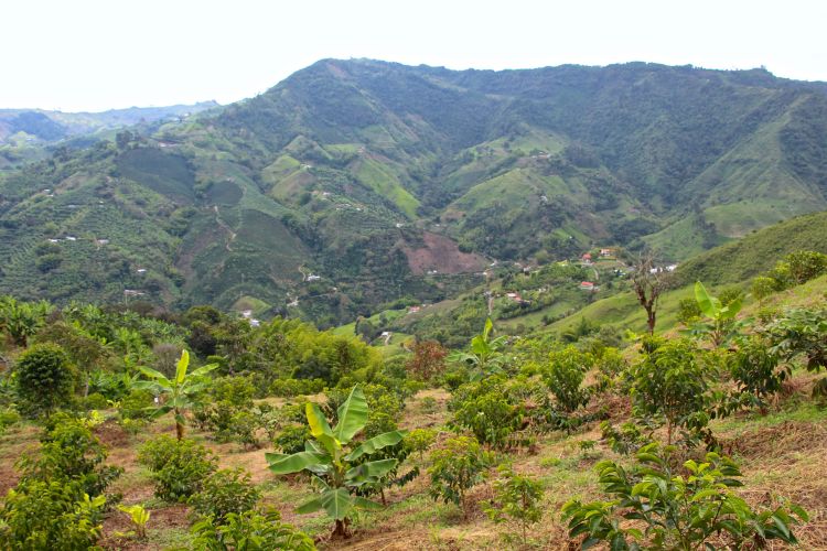 Tio Conejo coffee plants