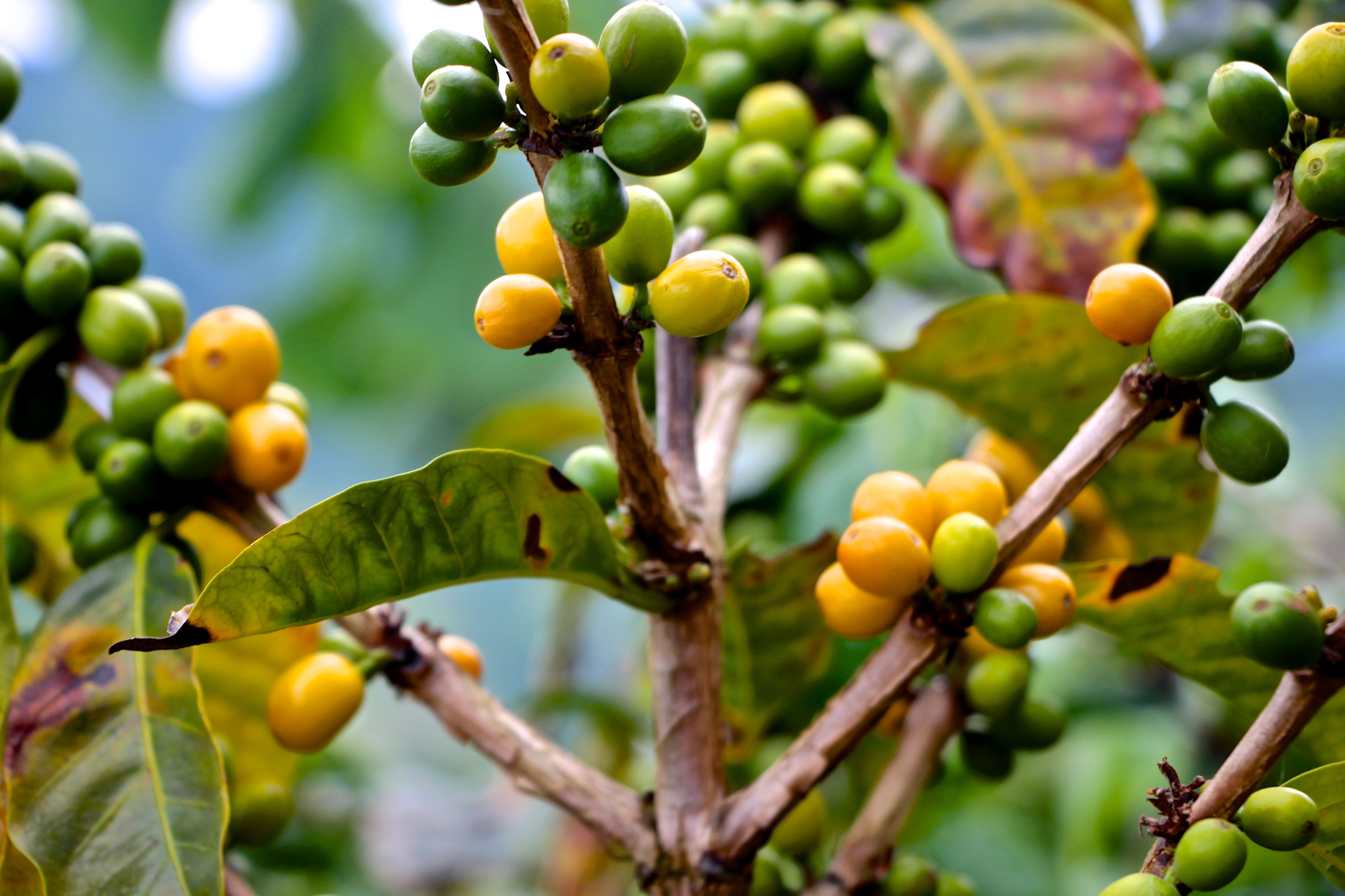 yellow-castillo-arabica-beans