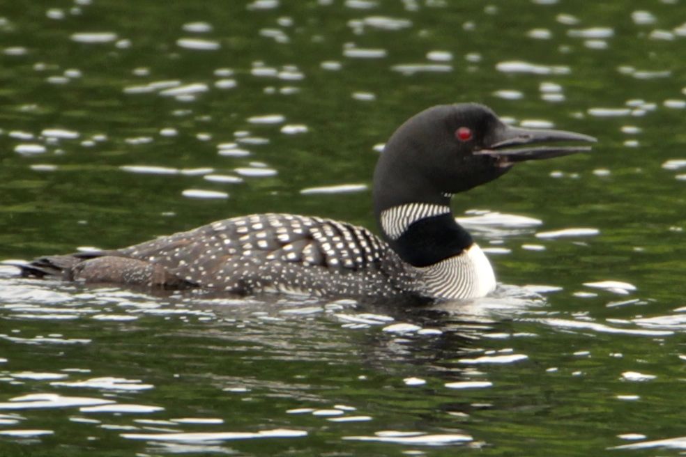 K_Loon with its mouth open