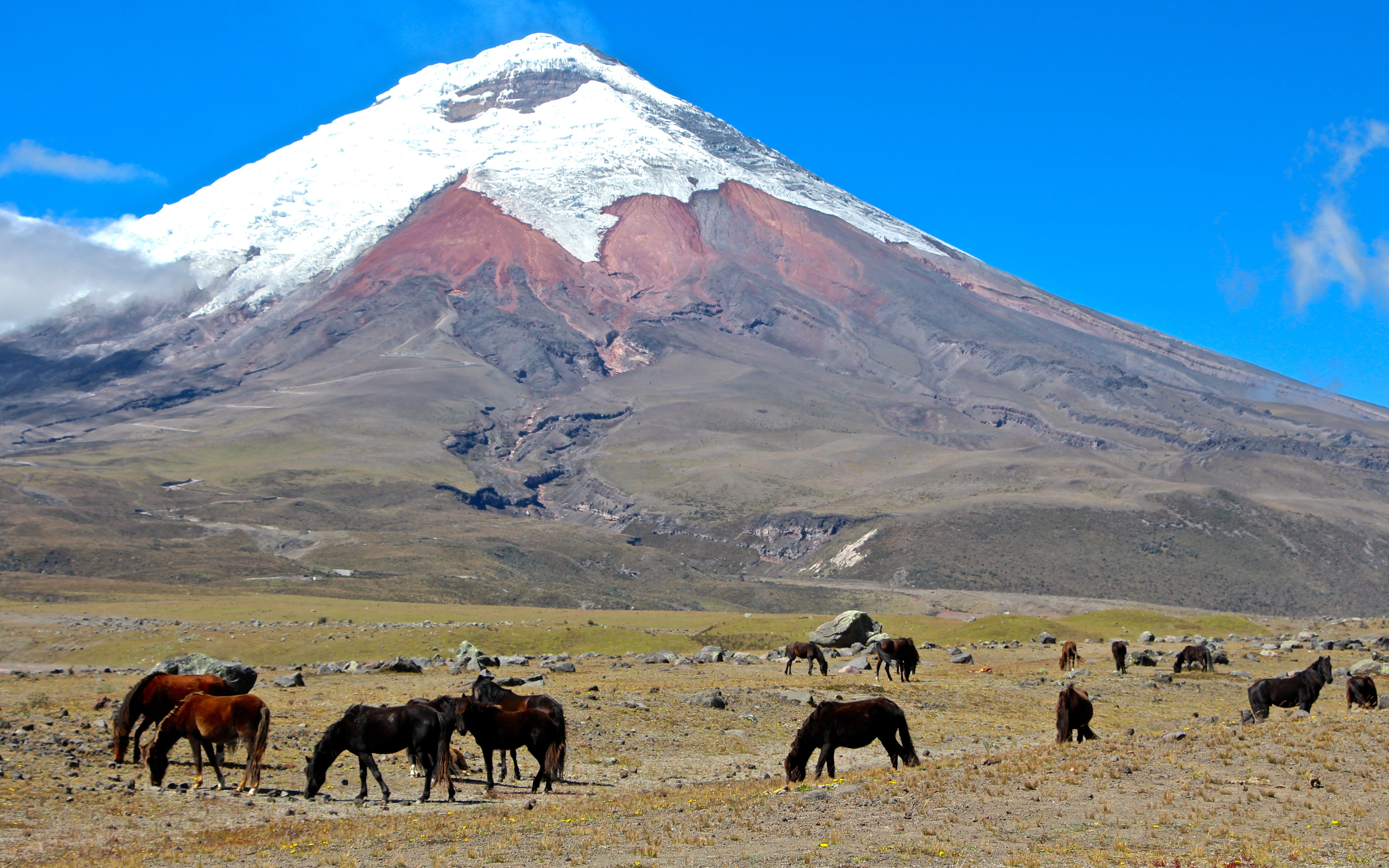 Cotopaxi Horses 2