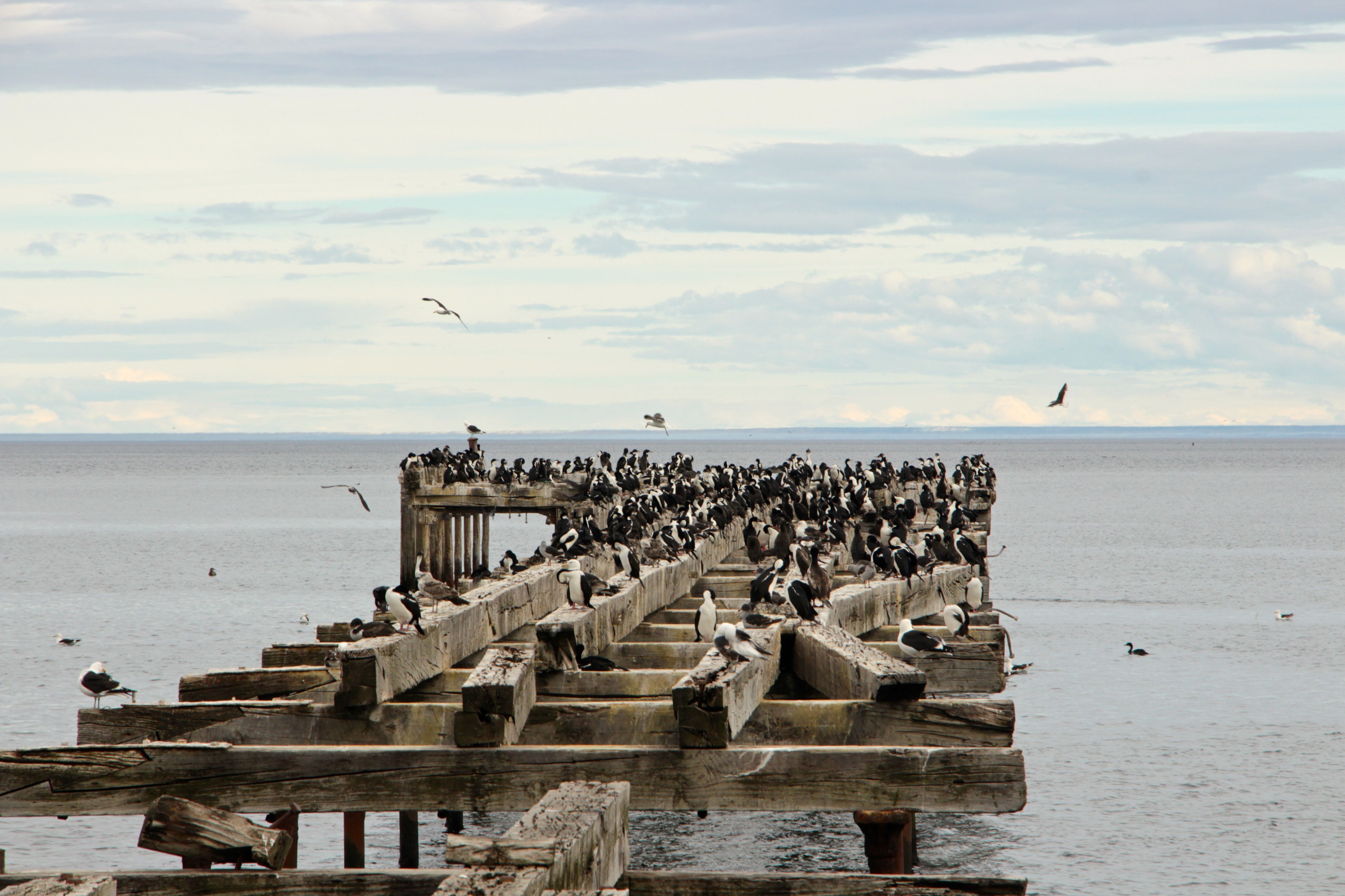 Puffins Punta Arenas