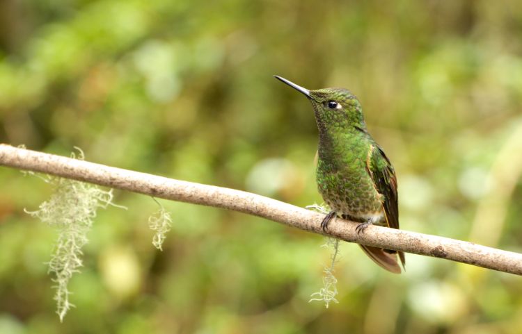 hummingbird green (1).jpg